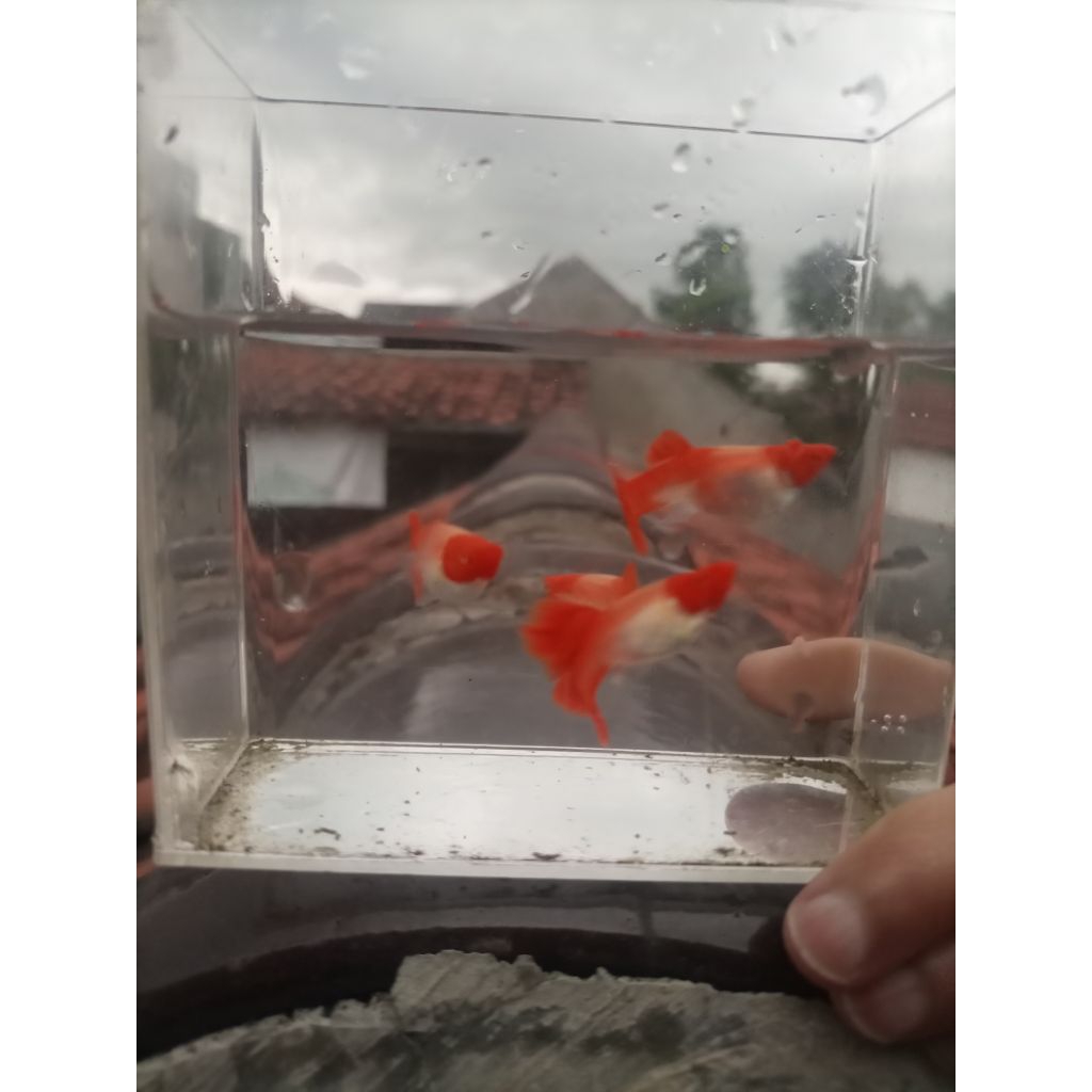 hiasan Guppy albino koi gen red ear (size indukan)