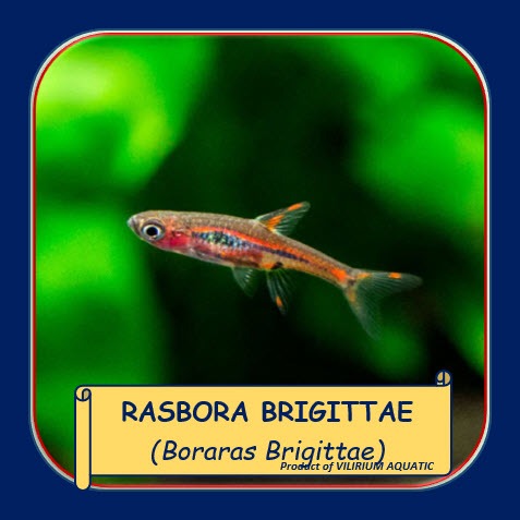 IKAN HIAS AIR TAWAR - RASBORA BRIGITTAE / BORARAS BRIGITTAE / CHILI RASBORA / MOSQUITO RASBORA (IKAN