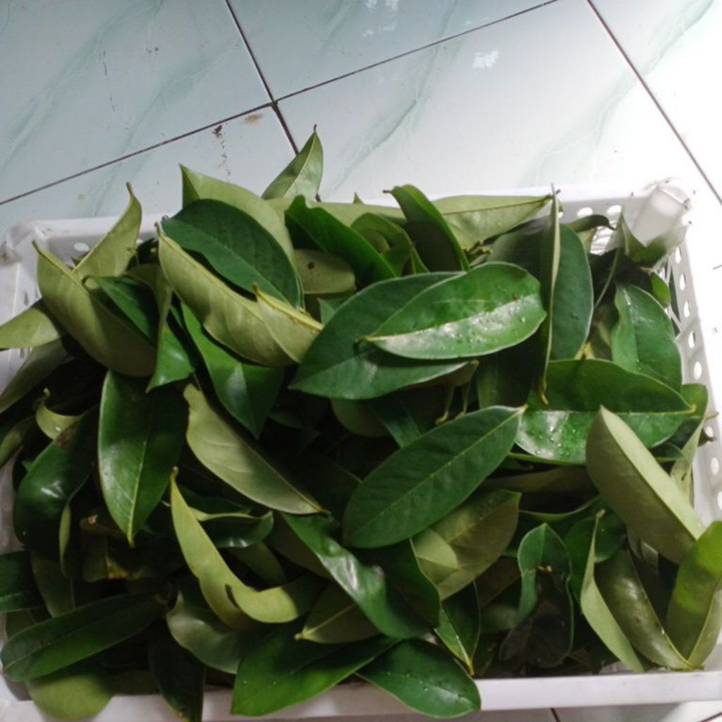 daun sirsak Rp 5000/ 100 lembar