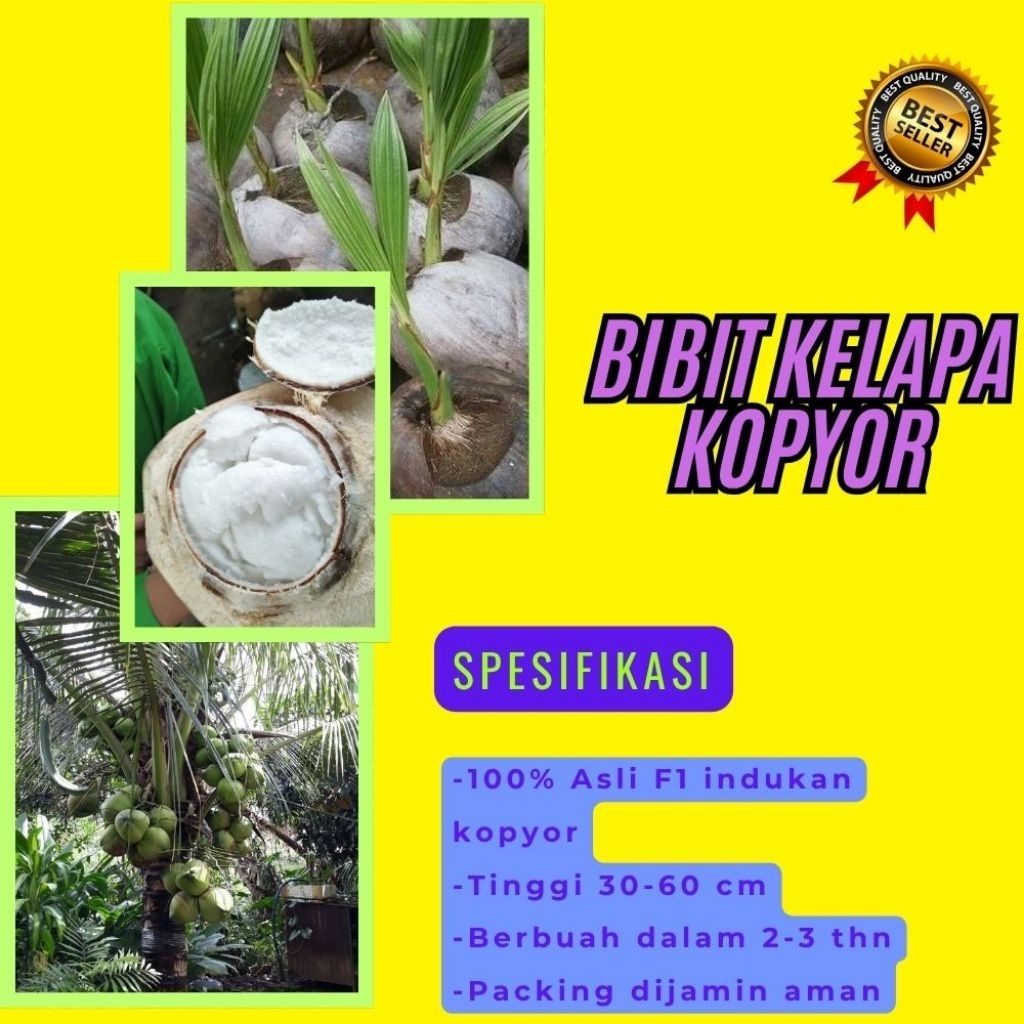 100 % ASLI  Pohon Kelapa Kopyor, Pohon Kelapa Kopyor Asli, Pohon Kelapa Kopyor Bersertifikat