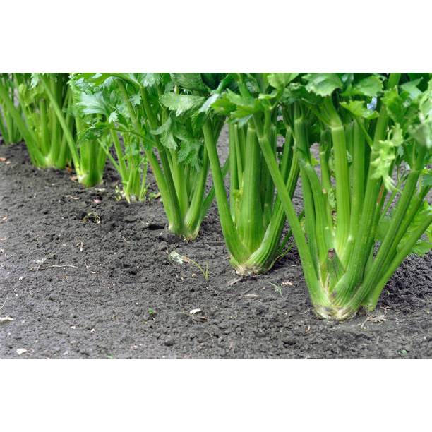 PASTI BONUS - Bibit Seledri Batang Besar
