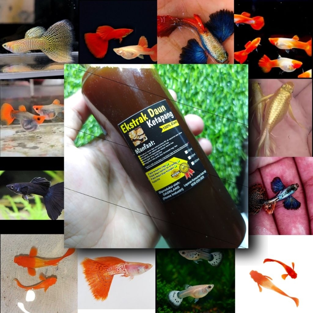 EXTRAK DAUN KETAPANG - GUPPY ALBINO KOI GEN PRTDE PRMBE AFR YELLOW COBRA PURPLE DRAGON
