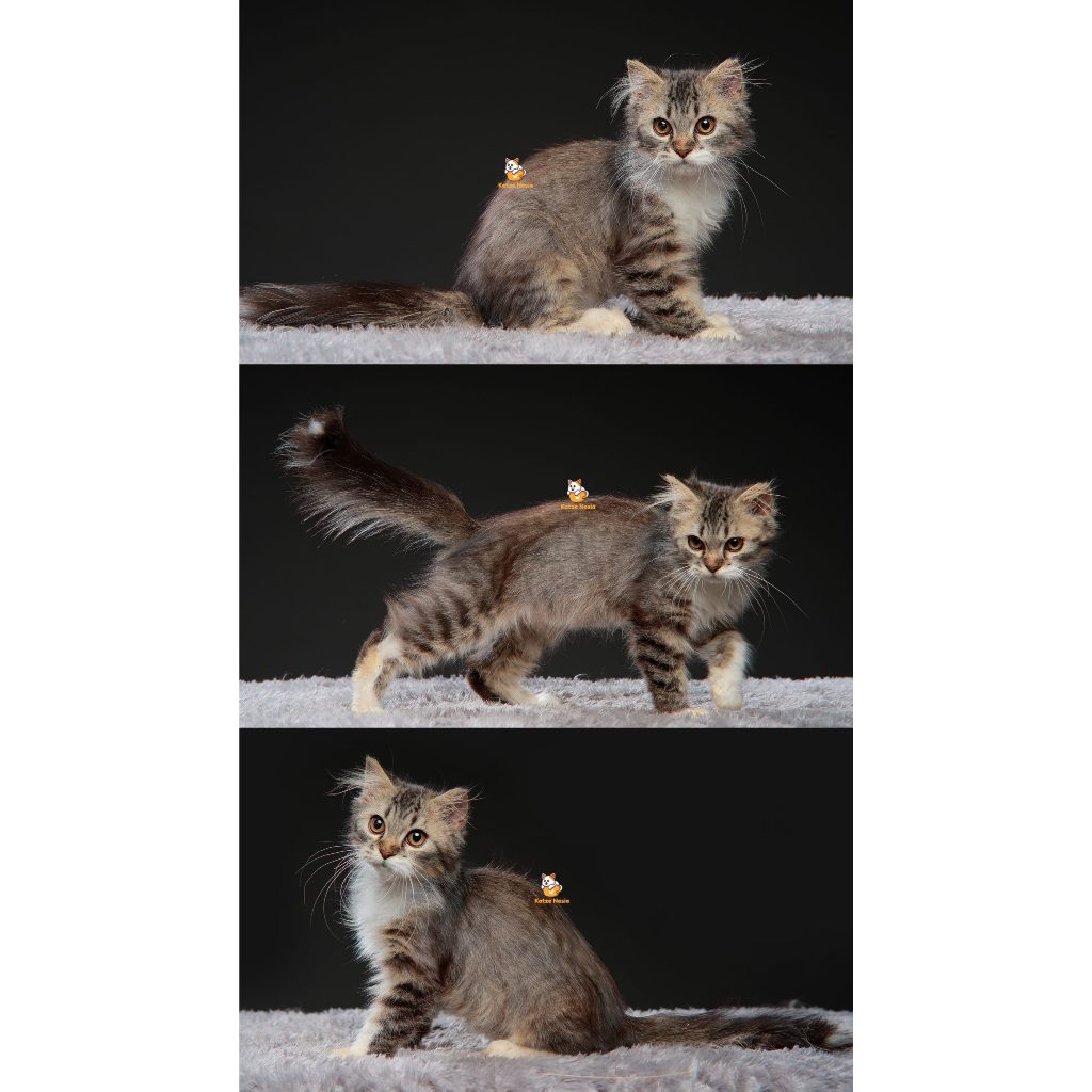 Wiro – Kucing Persia 3,5 Bulan Jantan