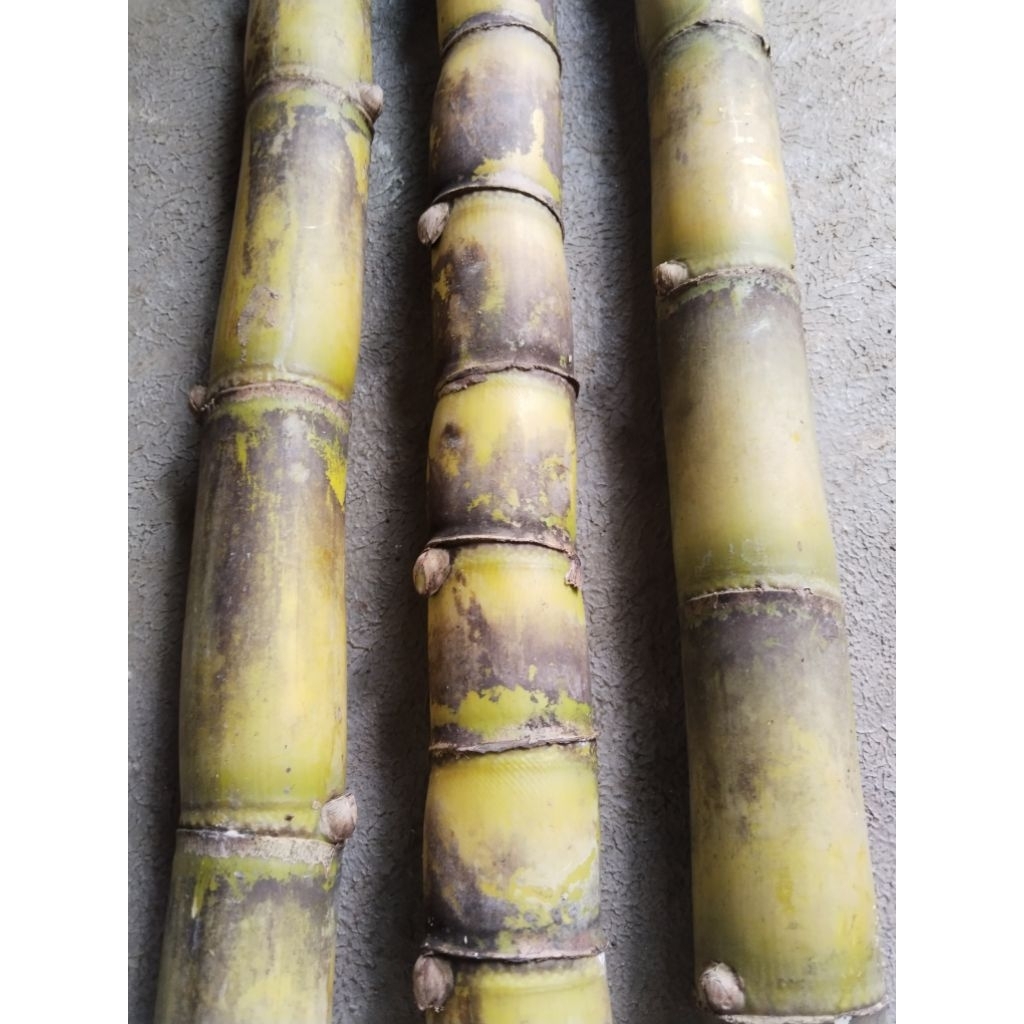 tebu KUNING BATANG BESAR ISI 1KG