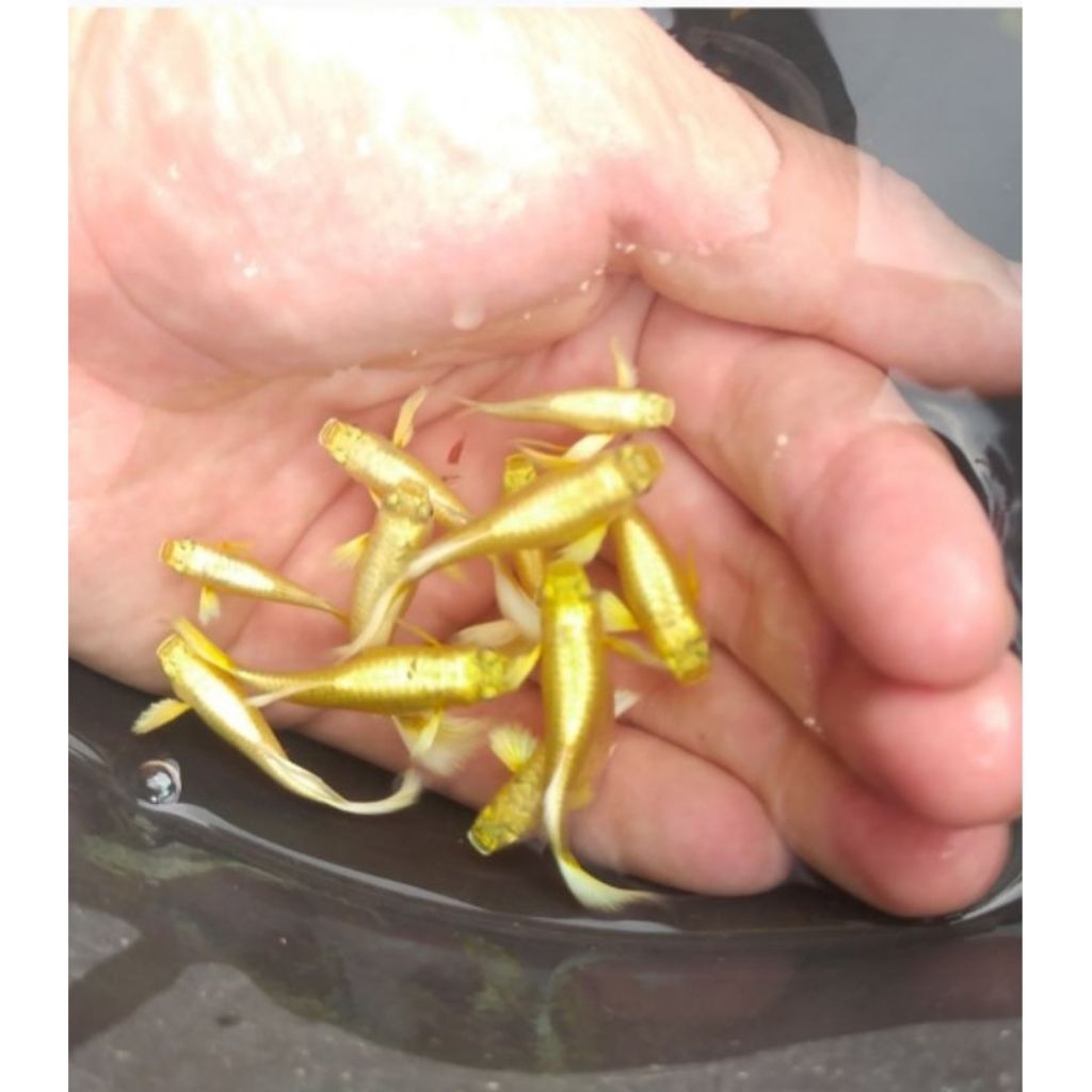 Guppy Full Gold sepasang