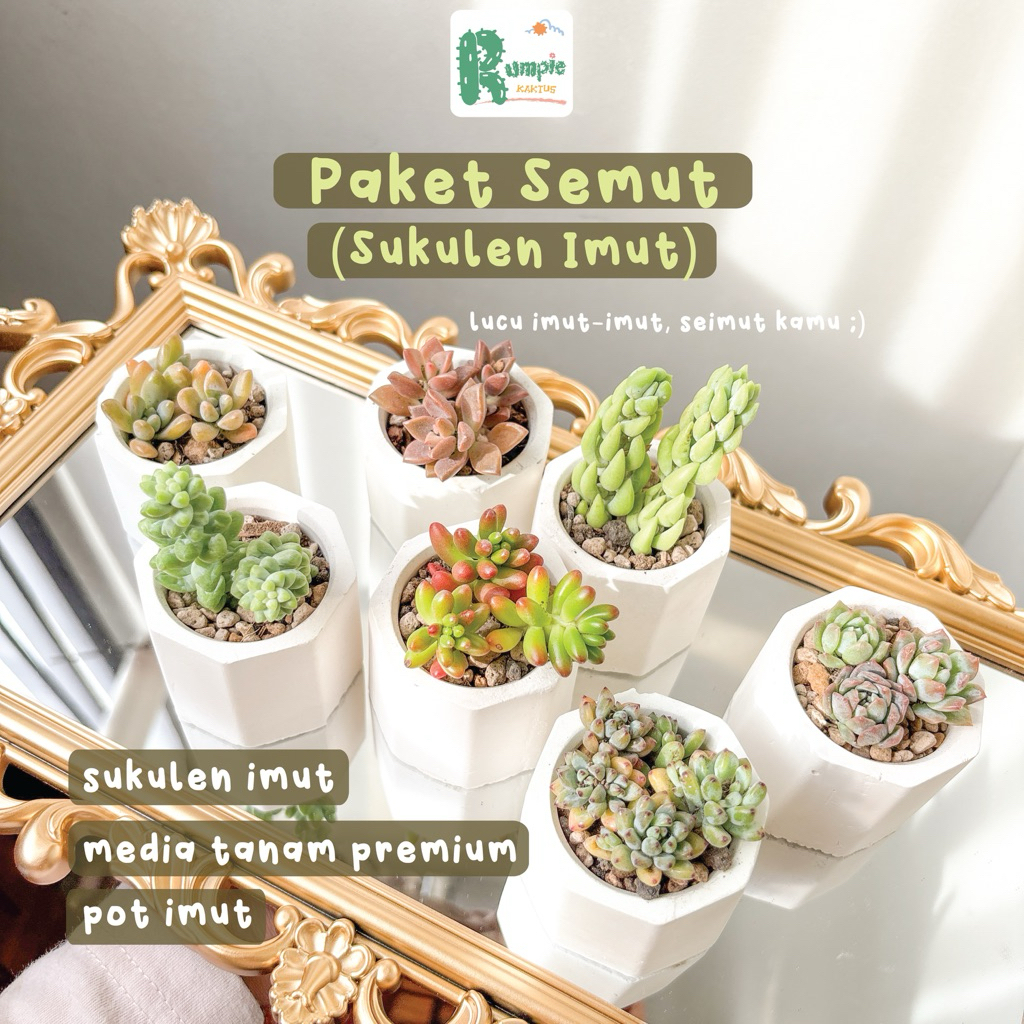 Paket Semut (Sukulen Imut) Sukulen Sekulen Mini Tanaman Hias Tanaman Hidup Cocok untuk Souvenir