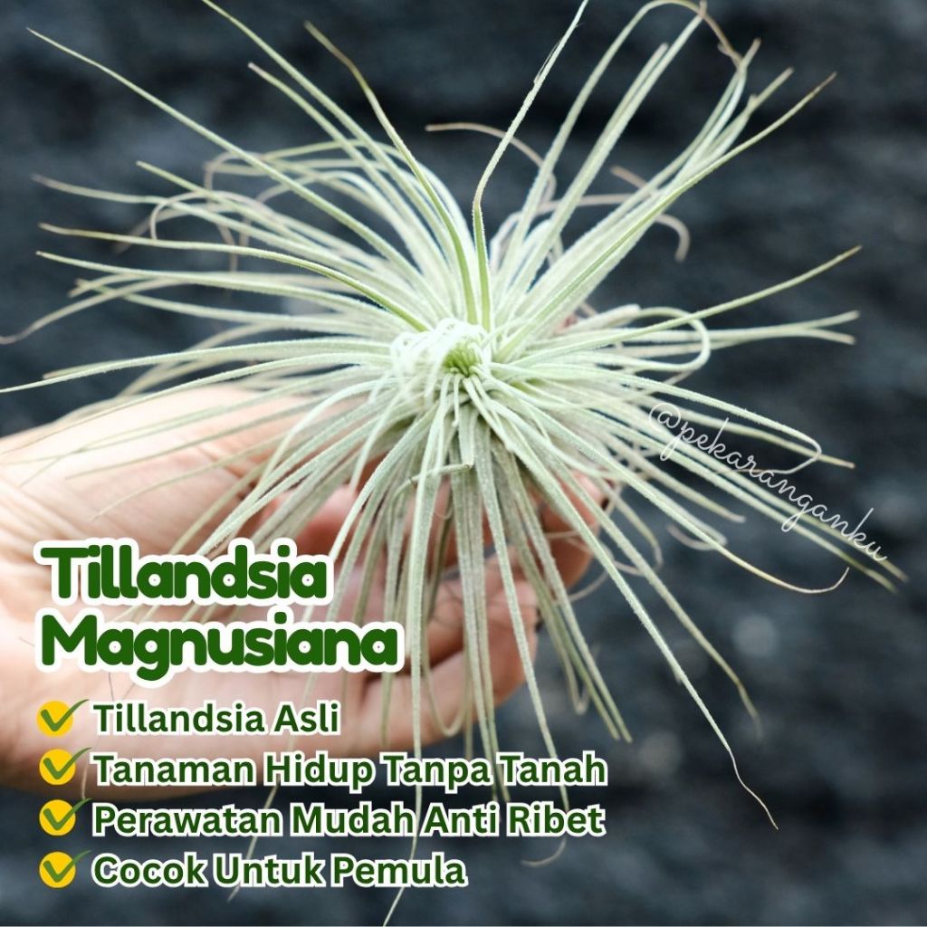 Tillandsia Magnusiana/ Airplant/ Tillandsia