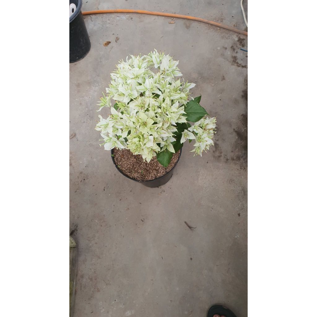 tanaman hias bougenville Bangkok putih