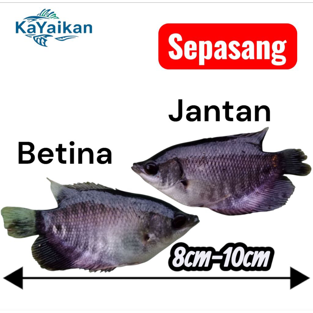 gurame soang 8cm - 10cm (SEPASANG)