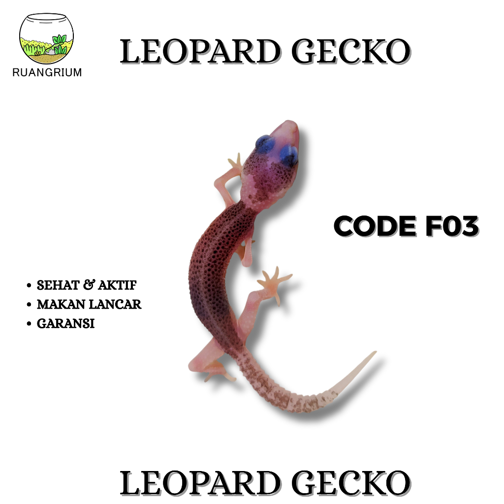 Mainan Leopard Gecko Super Pied Code F03
