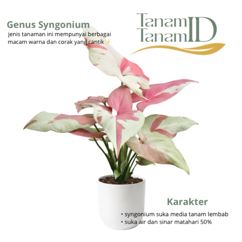 Syngonium strawberry milk