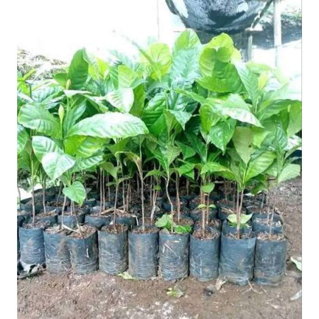 COD 10 bibit kopi robusta kualitas terbaik