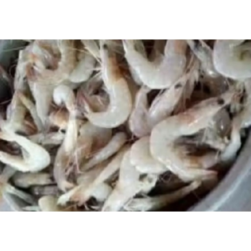 Udang Peci Kecil Segar -1 Kg Harian