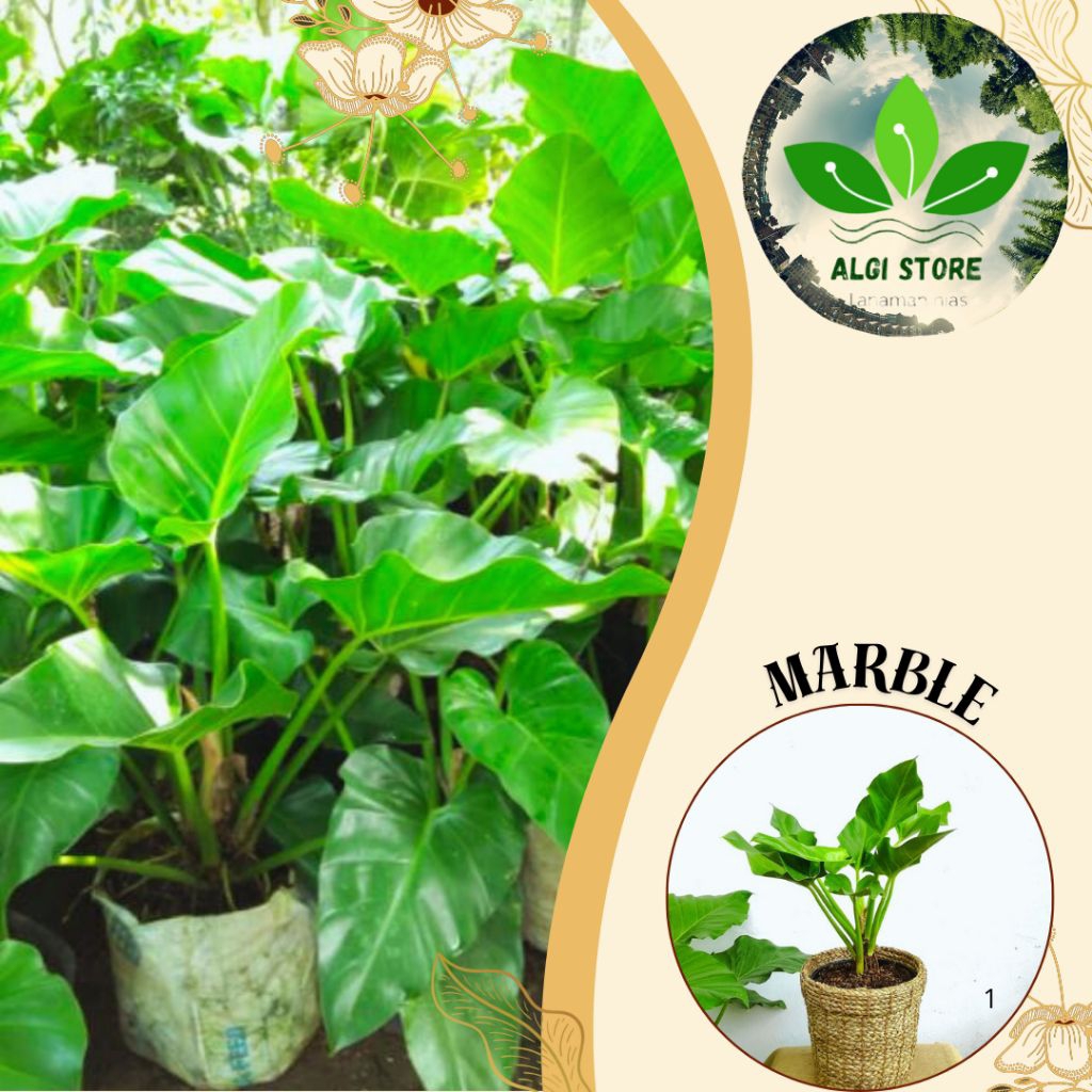 TANAMAN PHILO MARBLE - PHILODENDRON MARBLE GIGANTIUM - POHON HIAS MARBEL