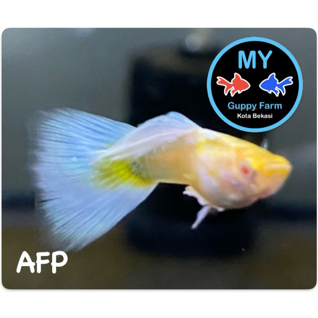 Guppy Albino Full platinum