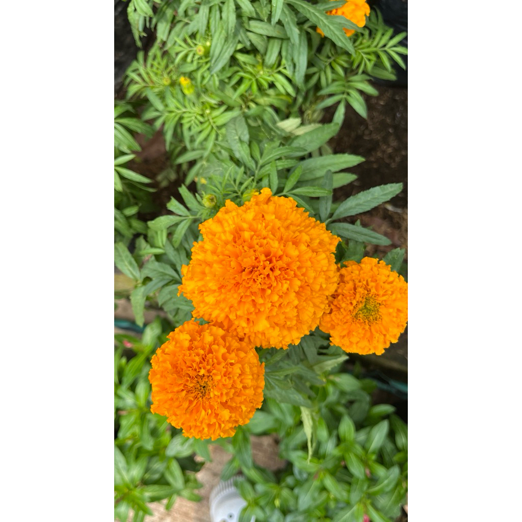 Polybag Bunga Marigold/Bunga Tai Ayam Jenis Bunga Besar