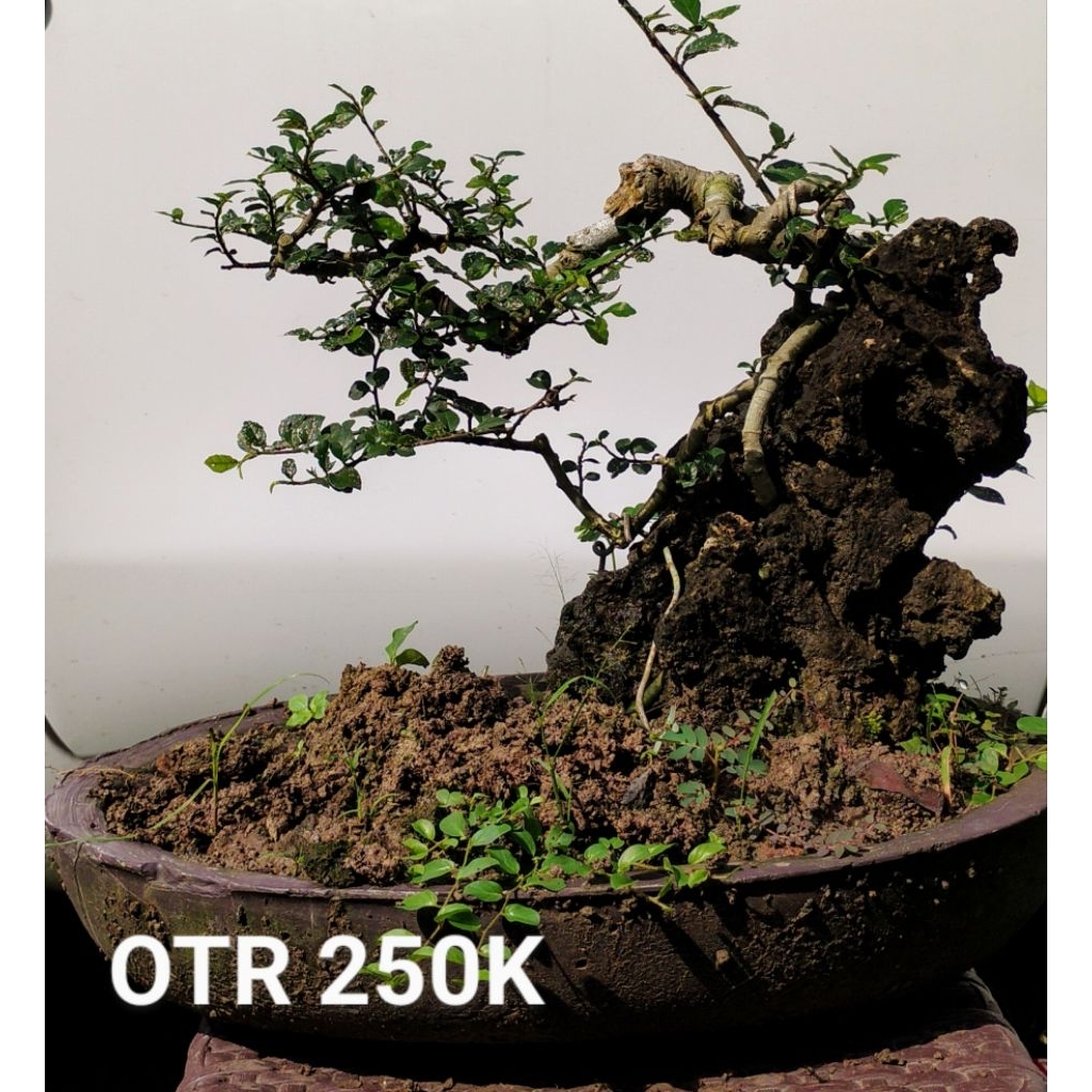 Bonsai Serut on the rock