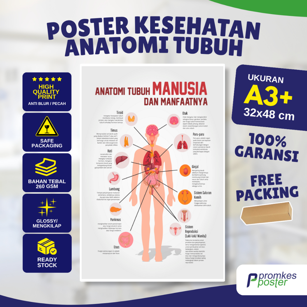 Poster Kesehatan Anatomi Tubuh Manusia