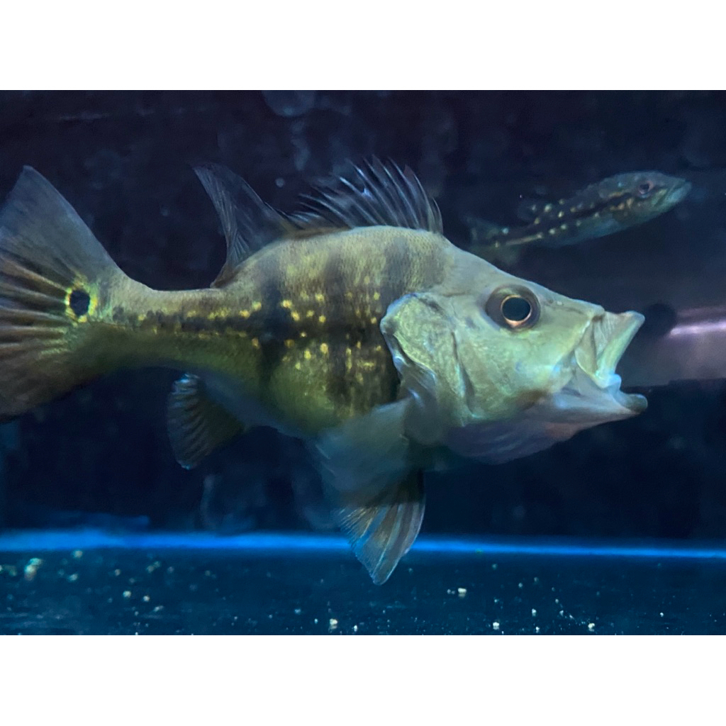 Pbass Xingu SB (short Body) Full Pelet (sudah makan pelet).