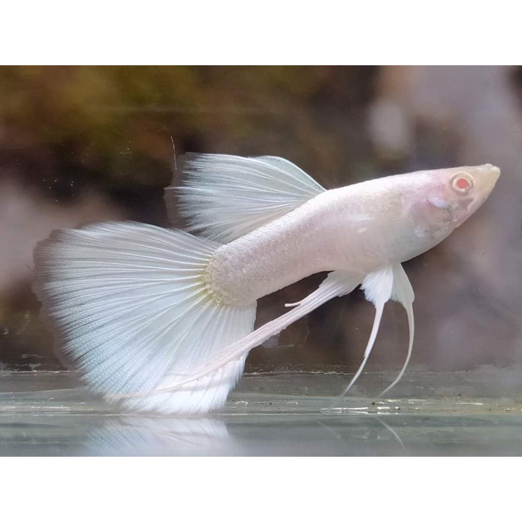 GUPPY AFP(ALBINO FULL PLATINUM) RIBBON
