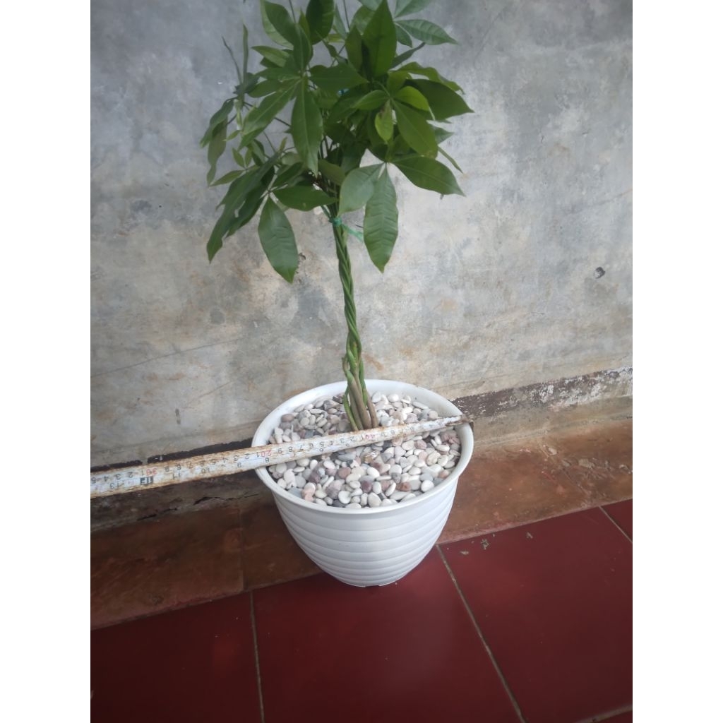 tanaman hias pachira kepang pohon pachira aquatica pohon uang