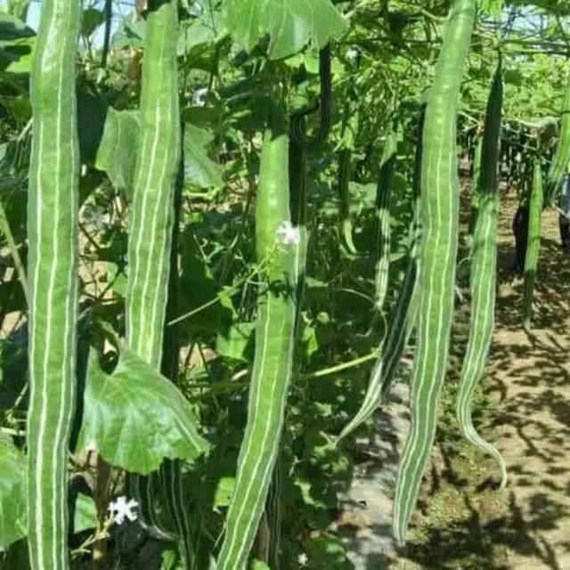 (1 Biji) Benih Pare Belut Paria Panjang