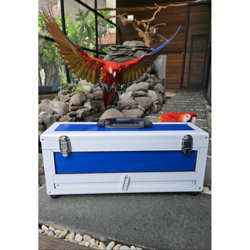 Box medium burung freefly burung patagonian kakatua alexandrine dll