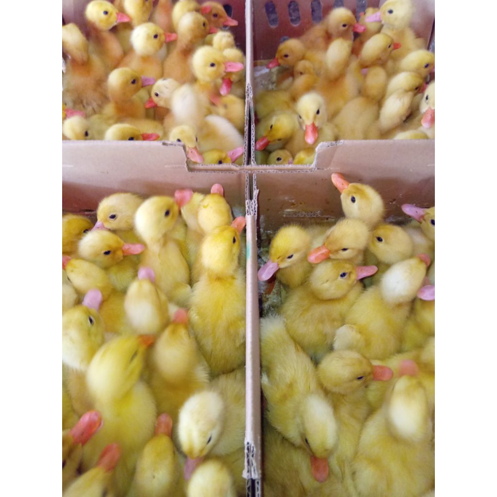 Dod Bebek Peking *BETINA* Pilihan Kualitas Terbaik