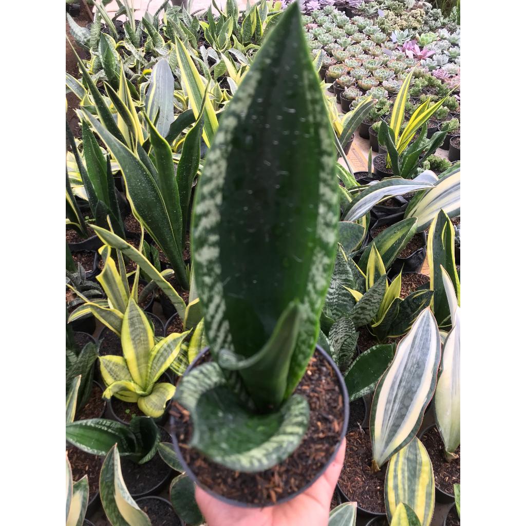 Tanaman Hias Sansevieria whitney Pot 10Cm
