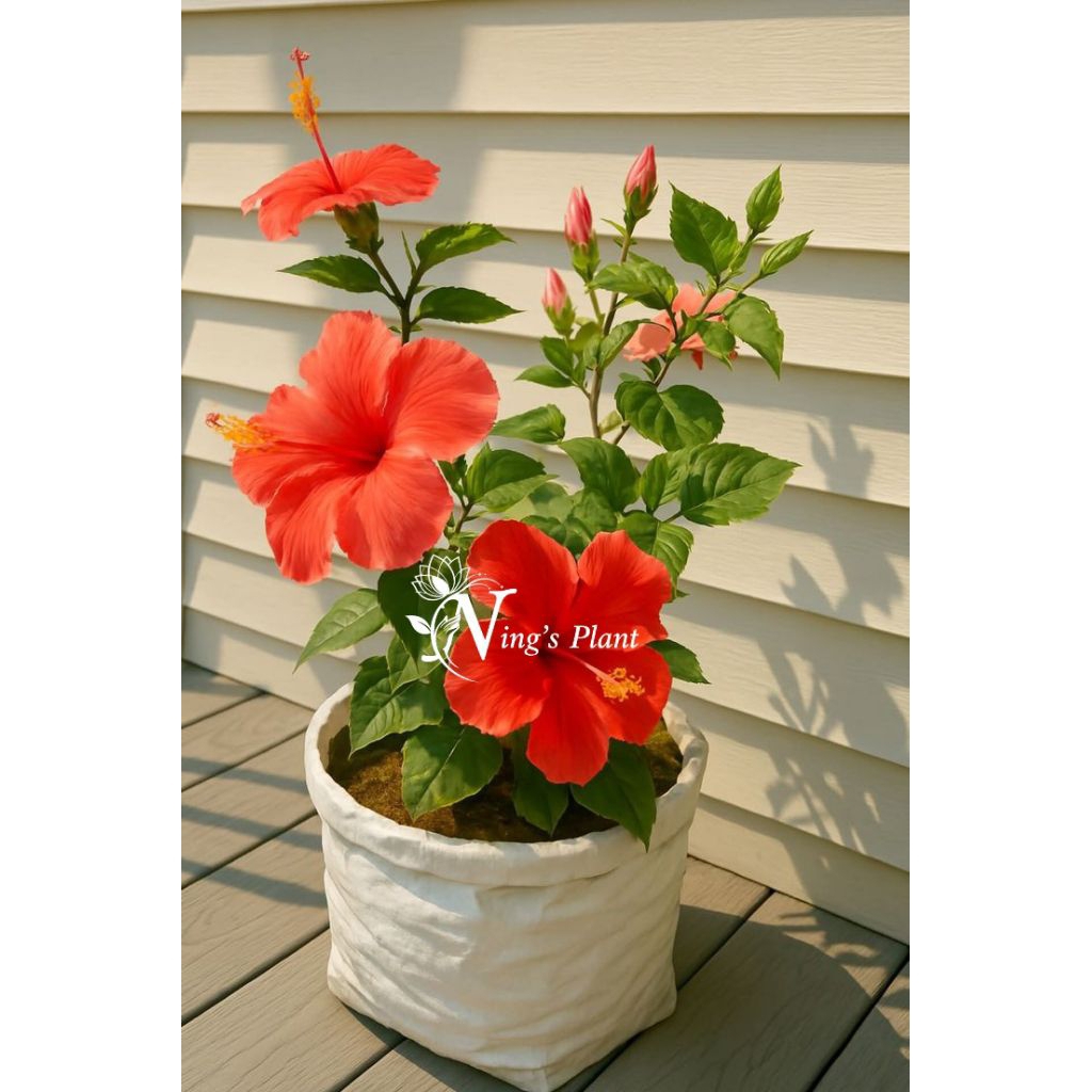 TANAMAN HIAS KEMBANG SEPATU/ Bunga sepatu /kembang sepatu