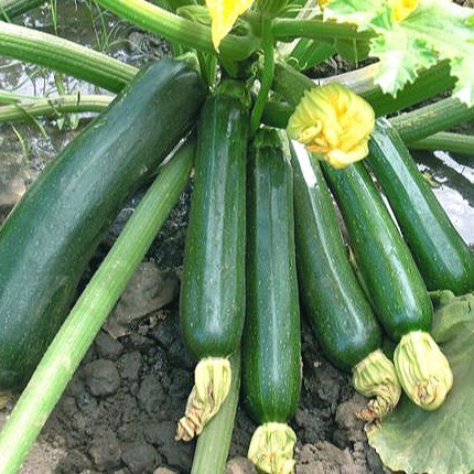 (2 Biji) Benih Zucchini Bibit Tanaman Zukini Import
