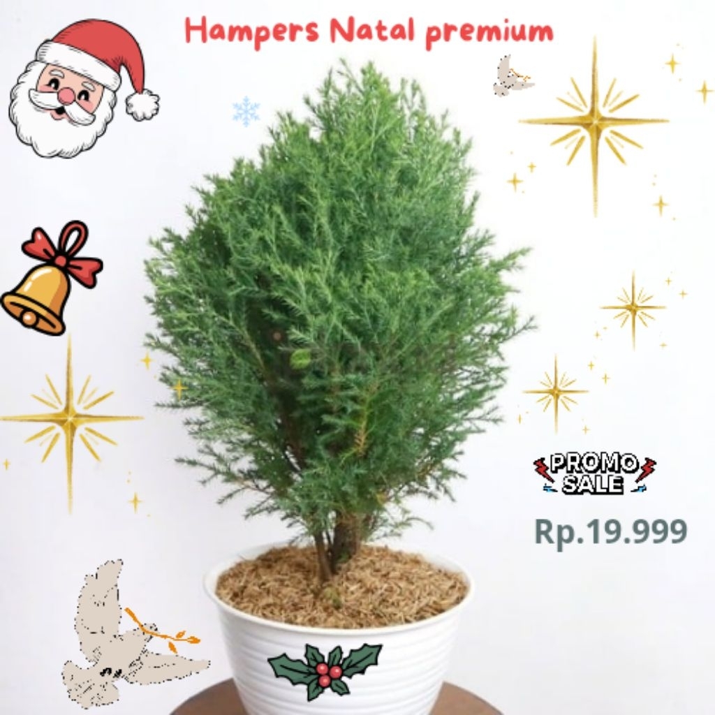 Gift Hampers Cemara Natal spesial promo | Cemara Natal | Natal | Cemara