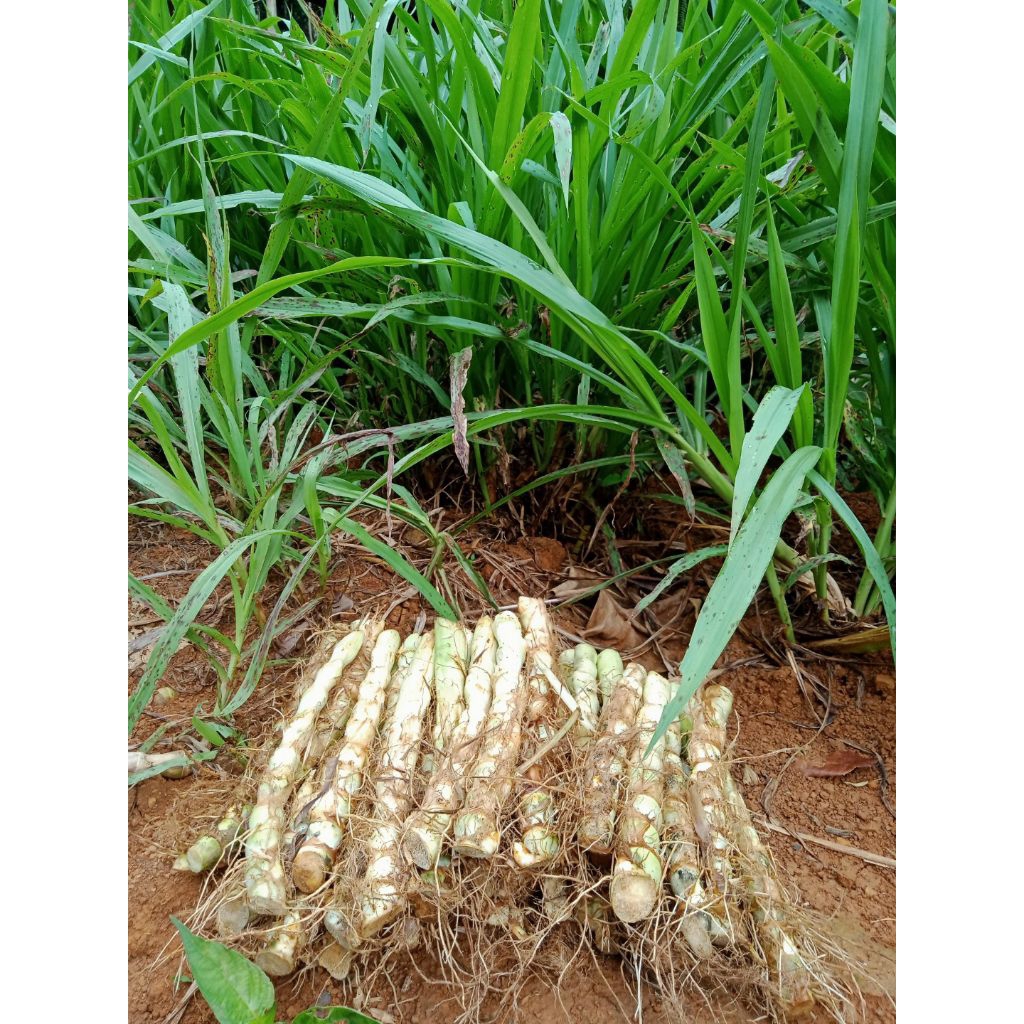 1 kg bibit odot, tanaman odot, bibit odot pakan ternak bergizi tinggi.