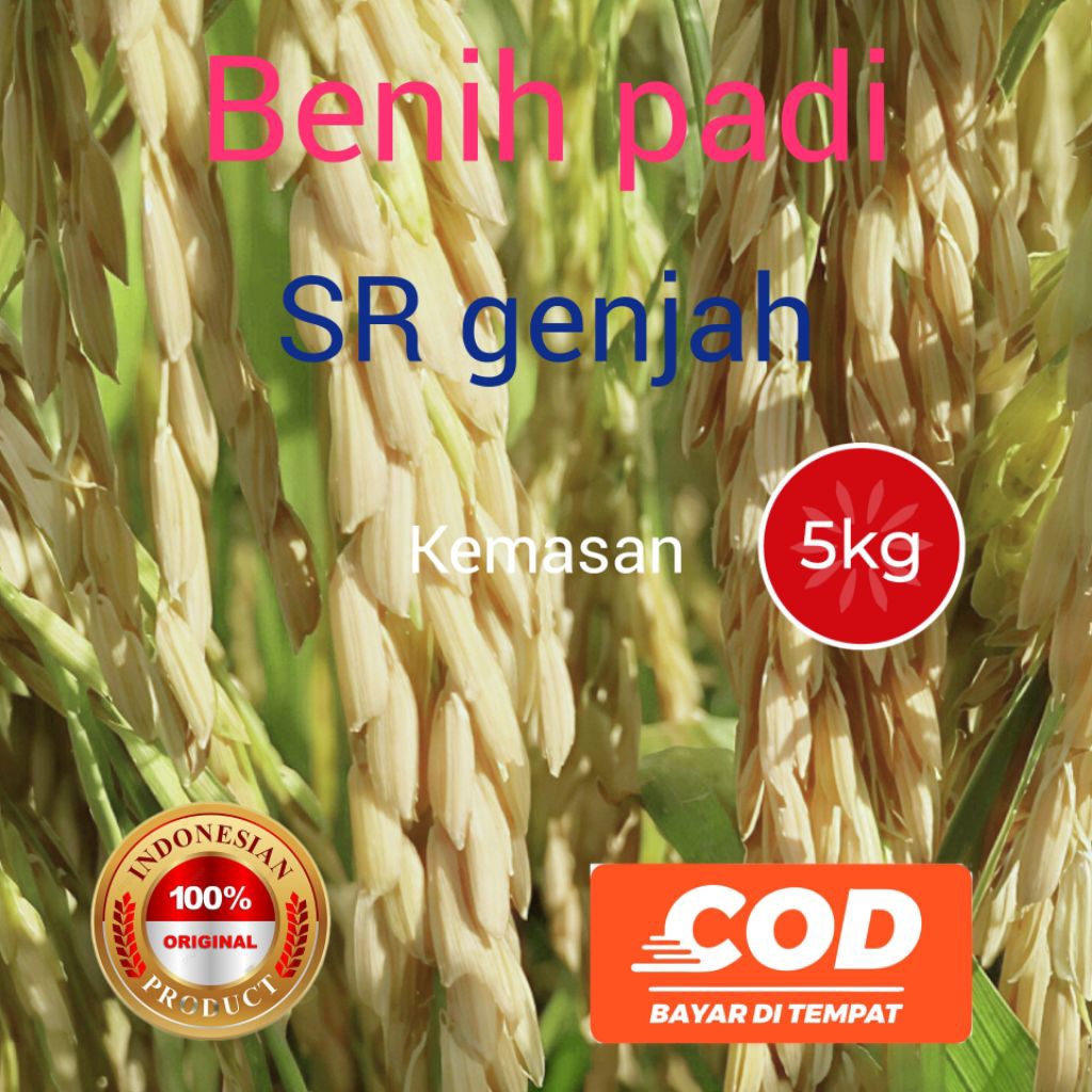 Benih padi SR genjah kemasan 5kg