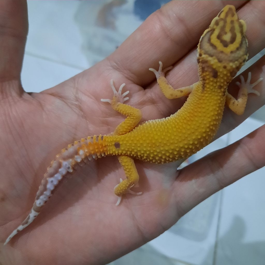 Mainan Anak Baby Gecko Leopard RADAR BELL X