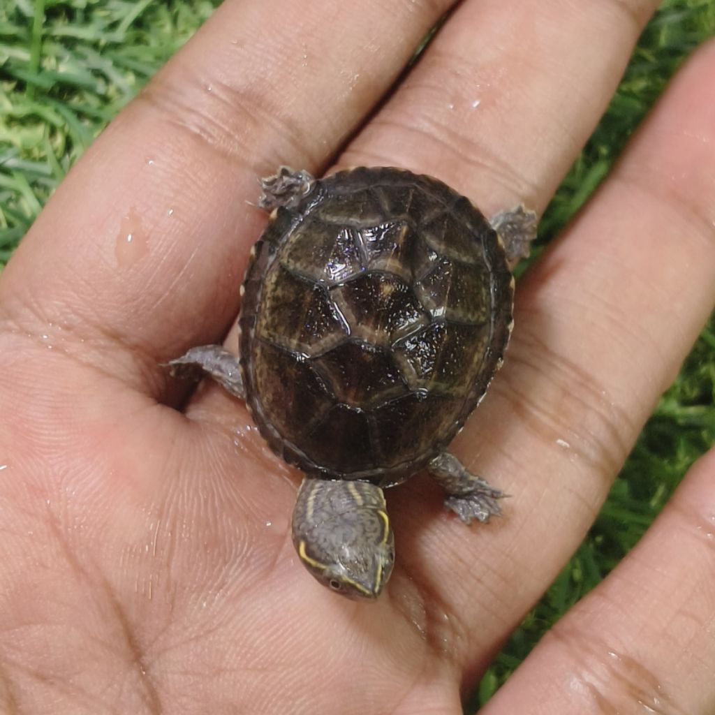 hiasan aquarium kura air stinkpot