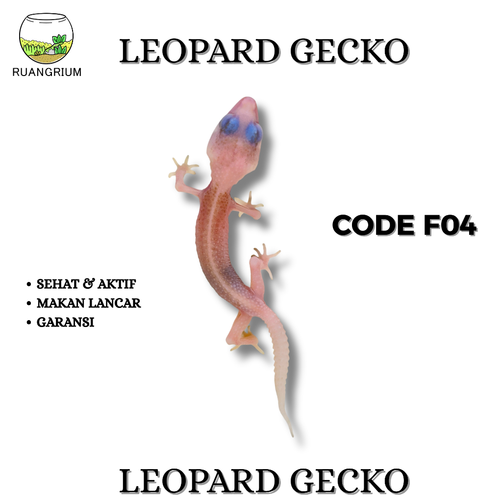 Mainan Leopard Gecko Super Pied Code F04