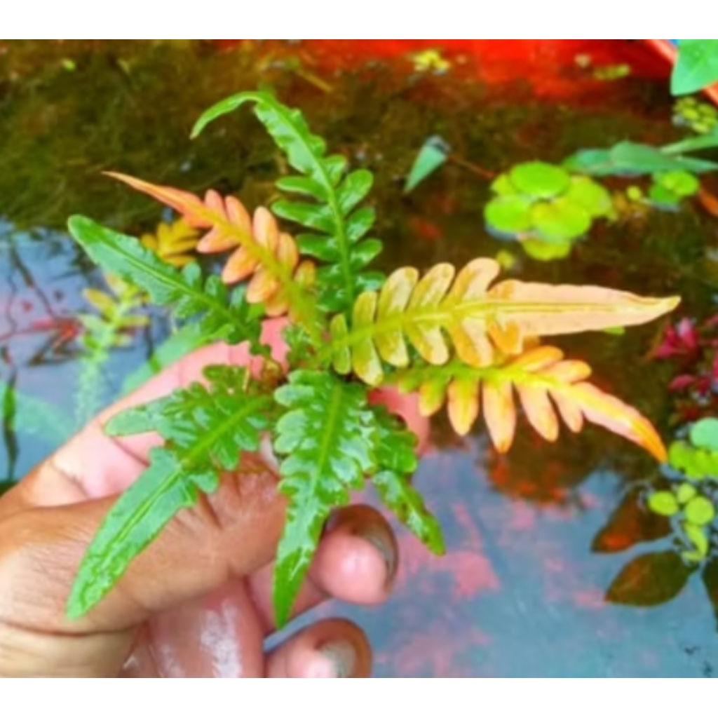 tanaman pakis paludarium/davellian