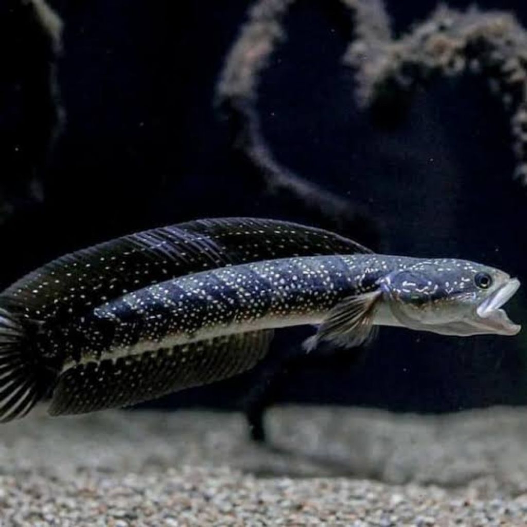 chana asiatica ws , white spot size 20-25cm full mutiara , pair asiatica