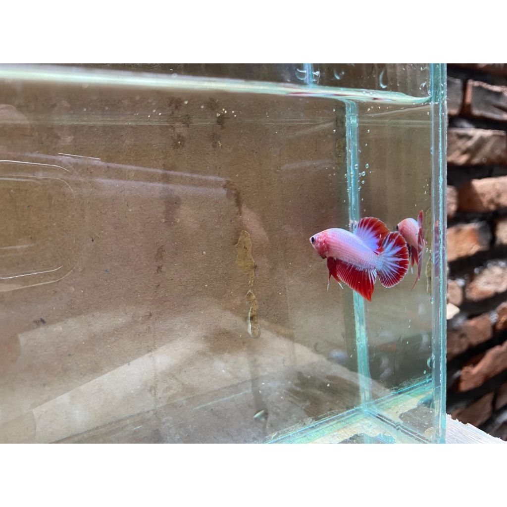 Ikan Cupang, Jenis Plakat Red Dragon