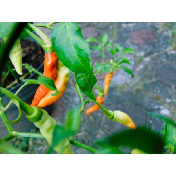 Biji Bibit BENIH BIJI Bibit Cabe Rawit VIRAL