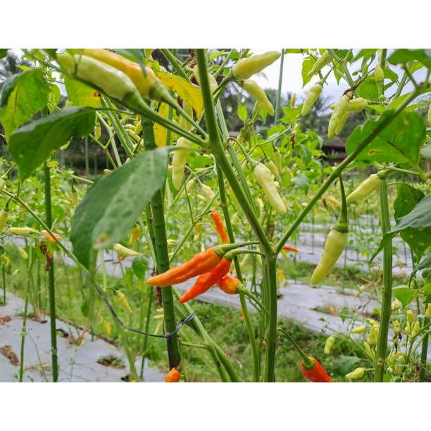 Biji Bibit BENIH CABE RAWIT ORI 212