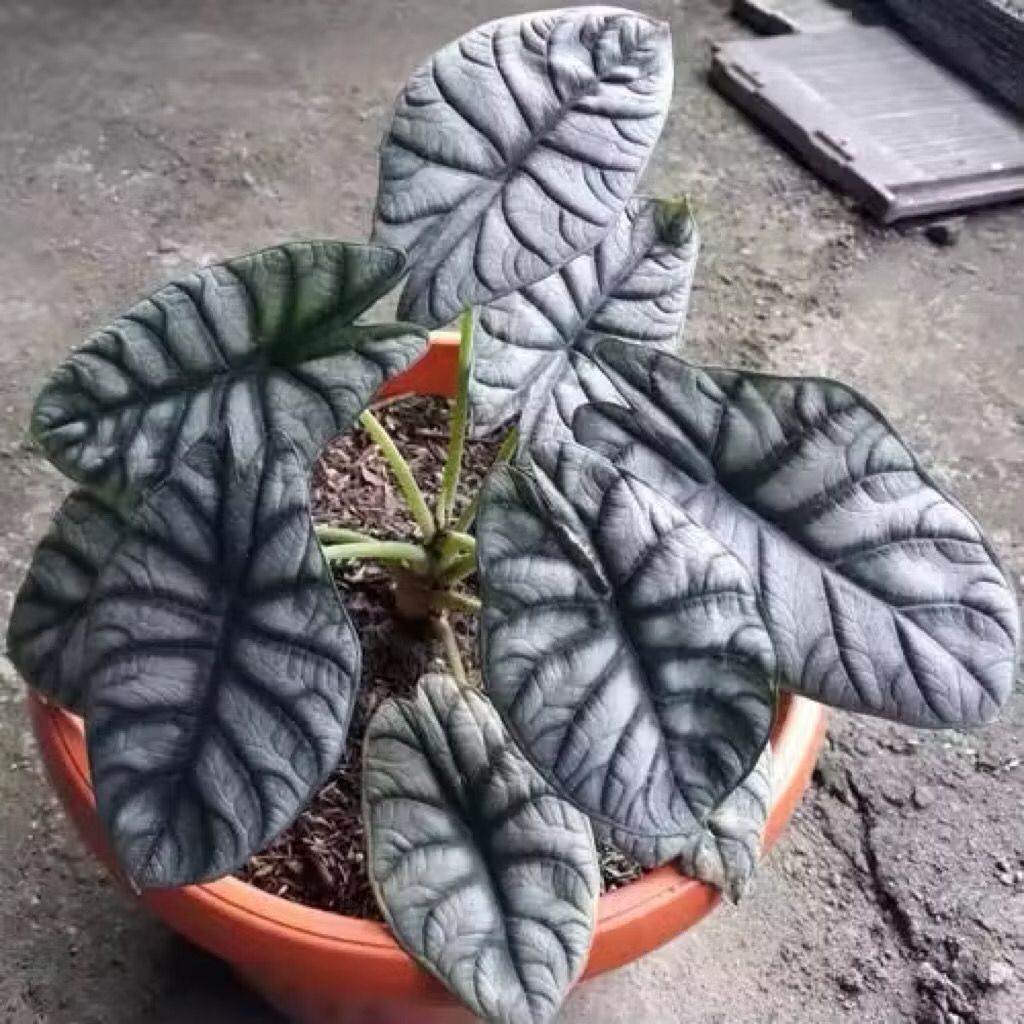 Promo Umbi Alocasia Tengkorak Cantik Benih Bibit Alocasia