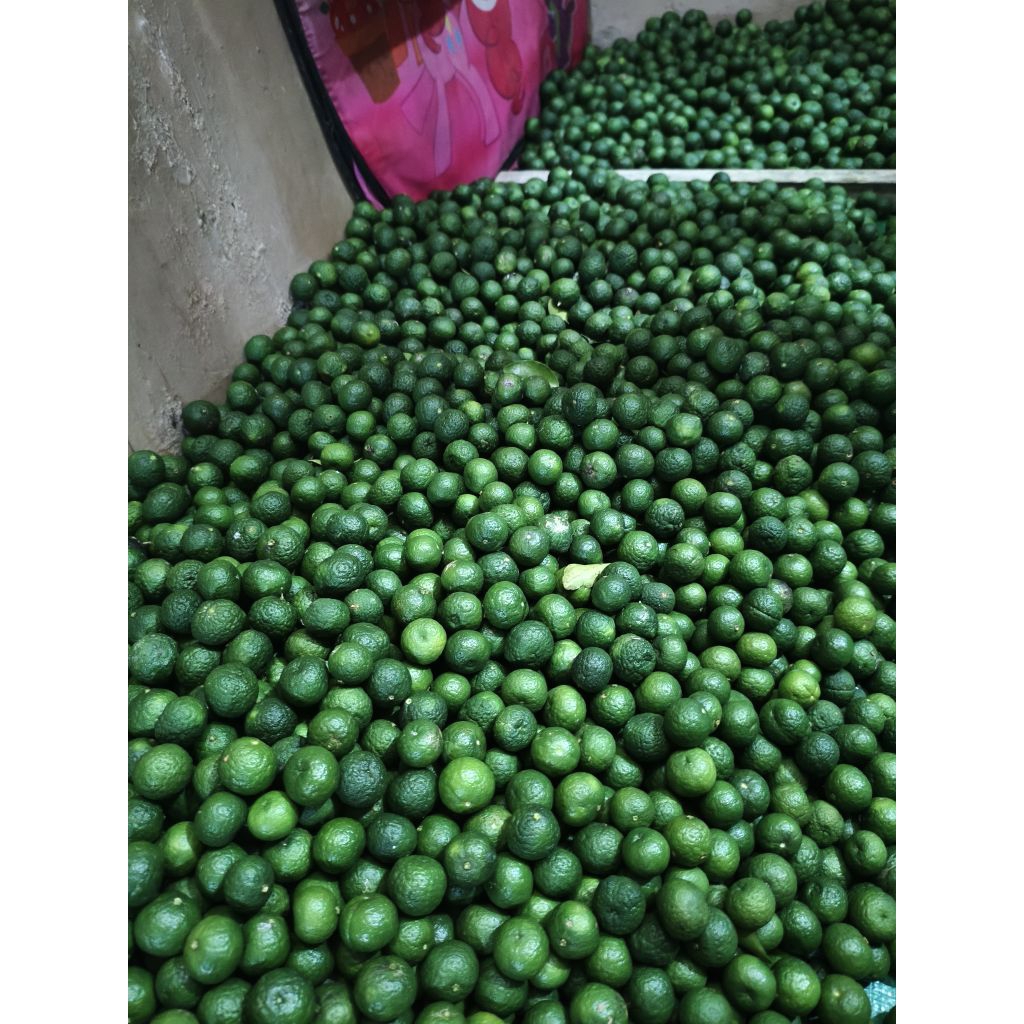 1kg jeruk limau jeruk sambel jeruk limo dari petani organik segar boci baso aci kecil