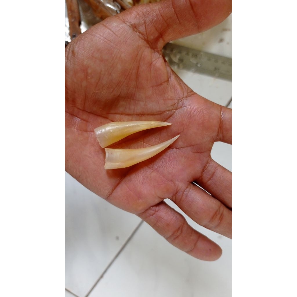 Jalu/Taji Sambungan Ayam Jago