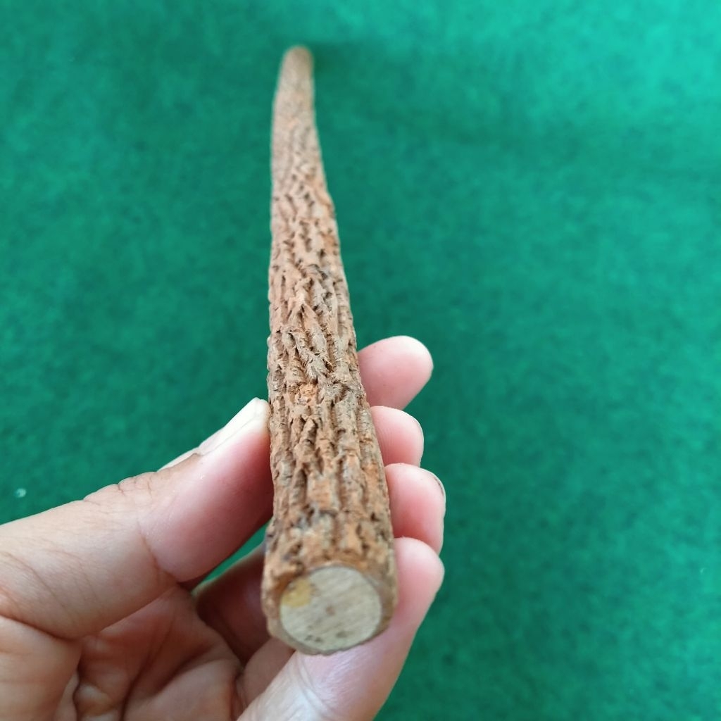 TANGKRINGAN BURUNG KAYU ASEM JAWA SUPER ASLI