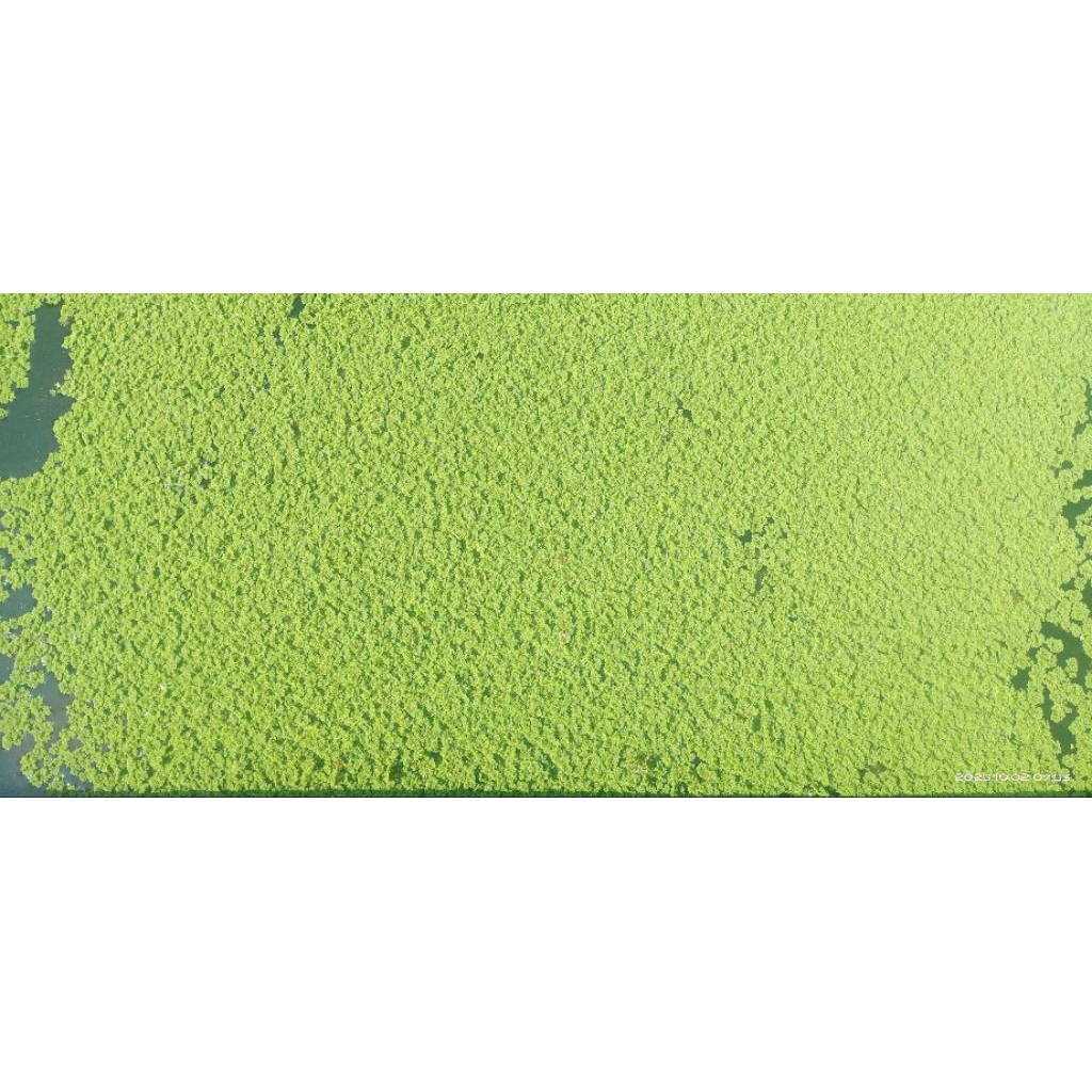 azolla super pakan ikan pakan hewan