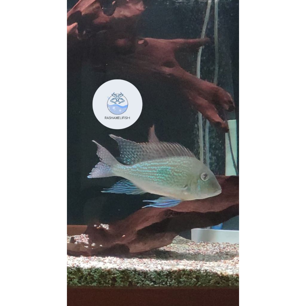 geophagus sveni threadfin 4-6cm