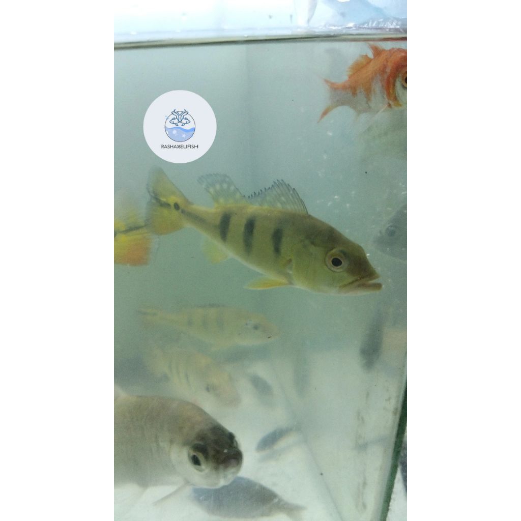 ppbass kelberi/peacock bass kelberi 6-8cm