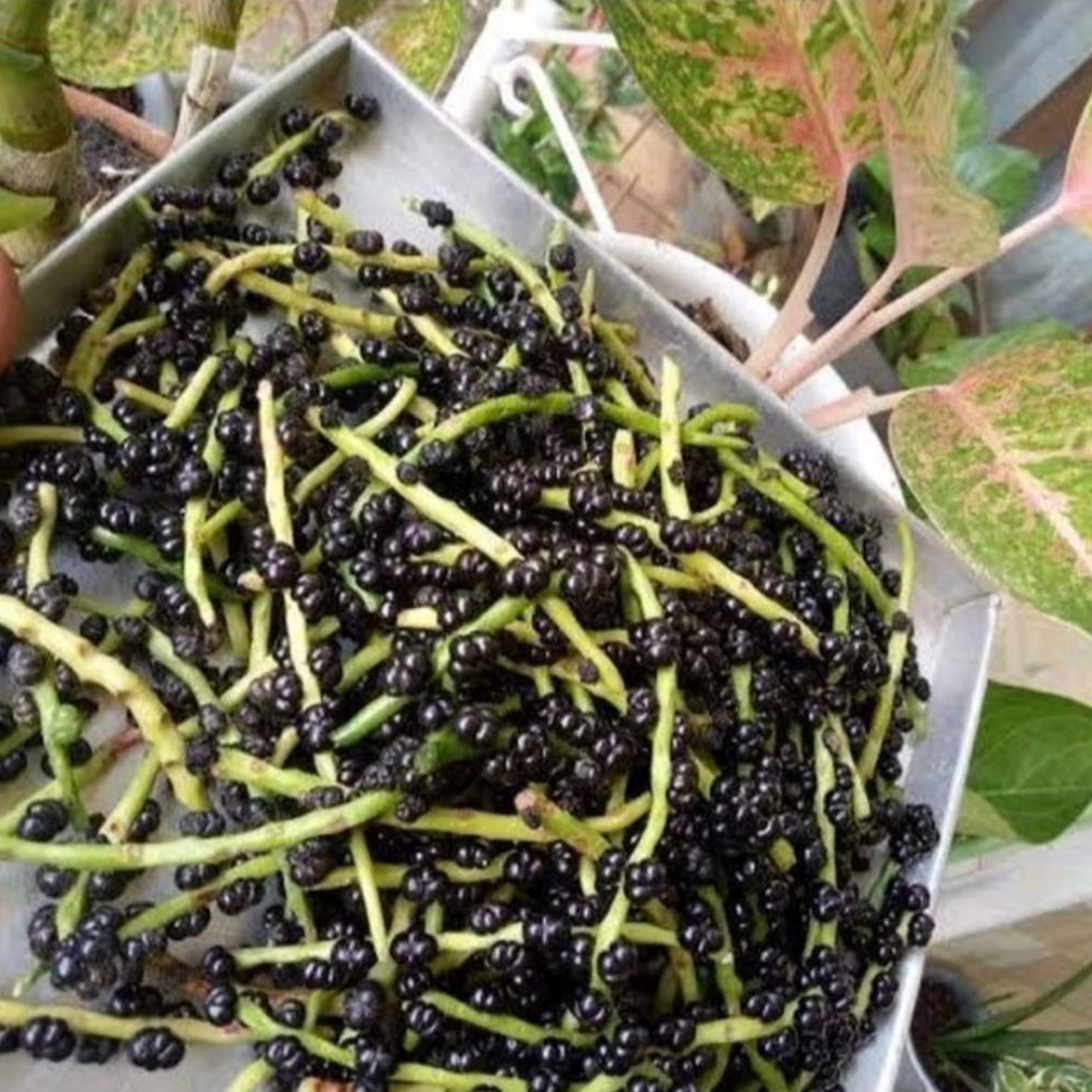 Buah Angkung Segar Herbal Alami 100%Asli-100 Biji